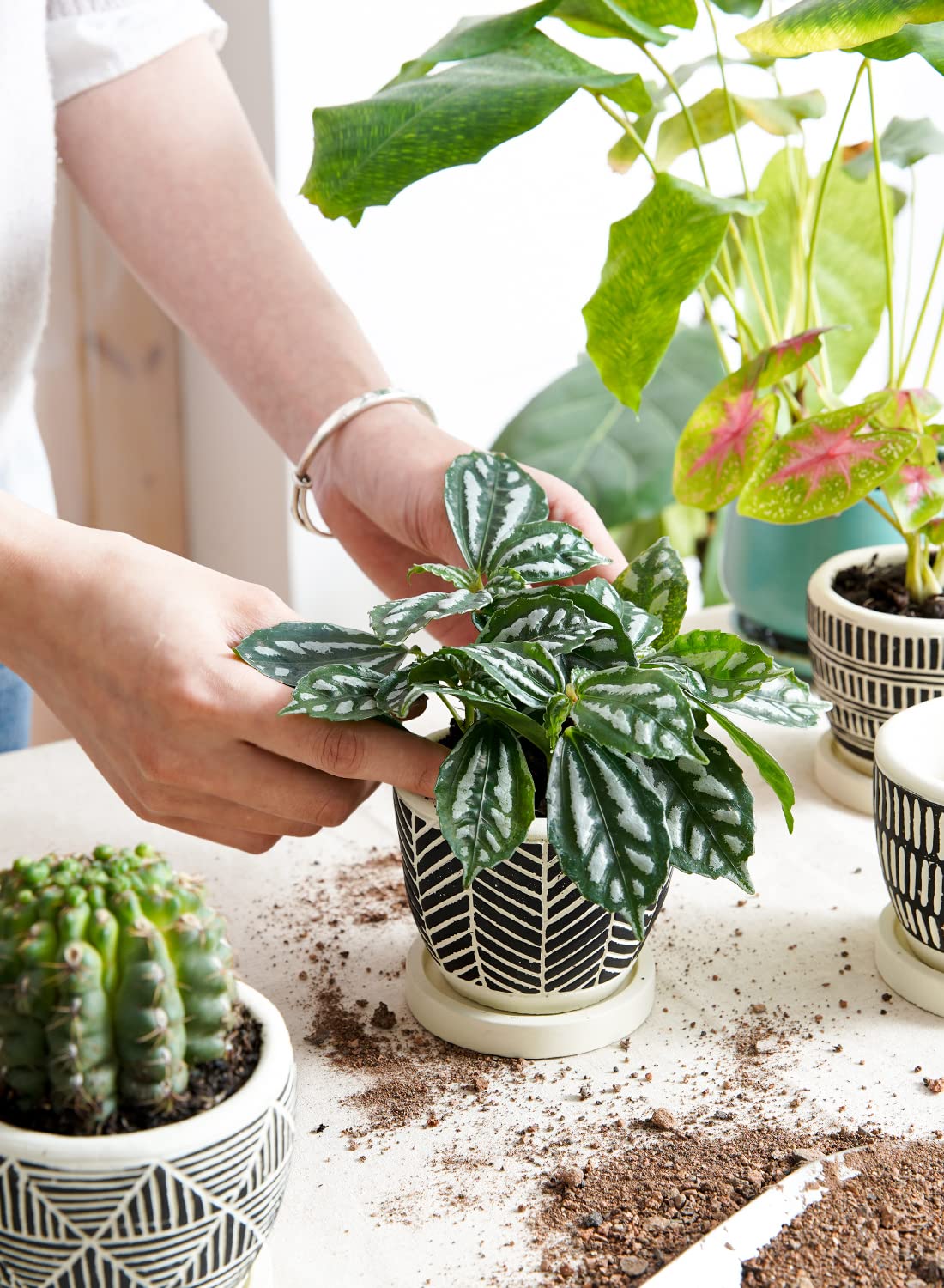 LE TAUCI Set of 4 Plant Pots, 3.5" Succulent Pots with Drainage Hole & Saucer, Boho Style Indoor Plant Pots for Plants Cactus
