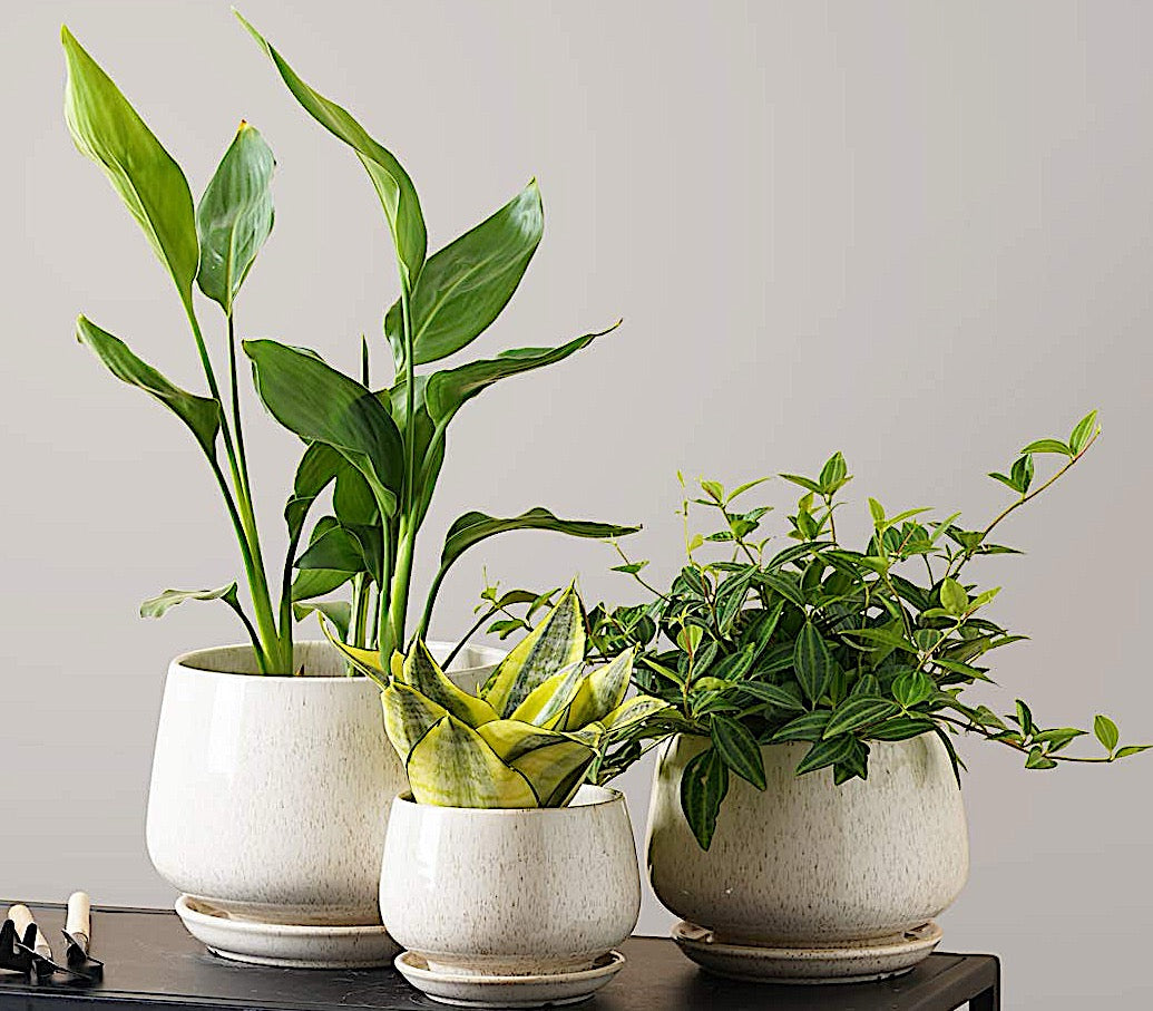 BEMAY 4.1+5.1+6.5 Inch Ceramic Plant Pots with Drainage Hole and Saucer, Set of 3, Reactive Glaze Beige