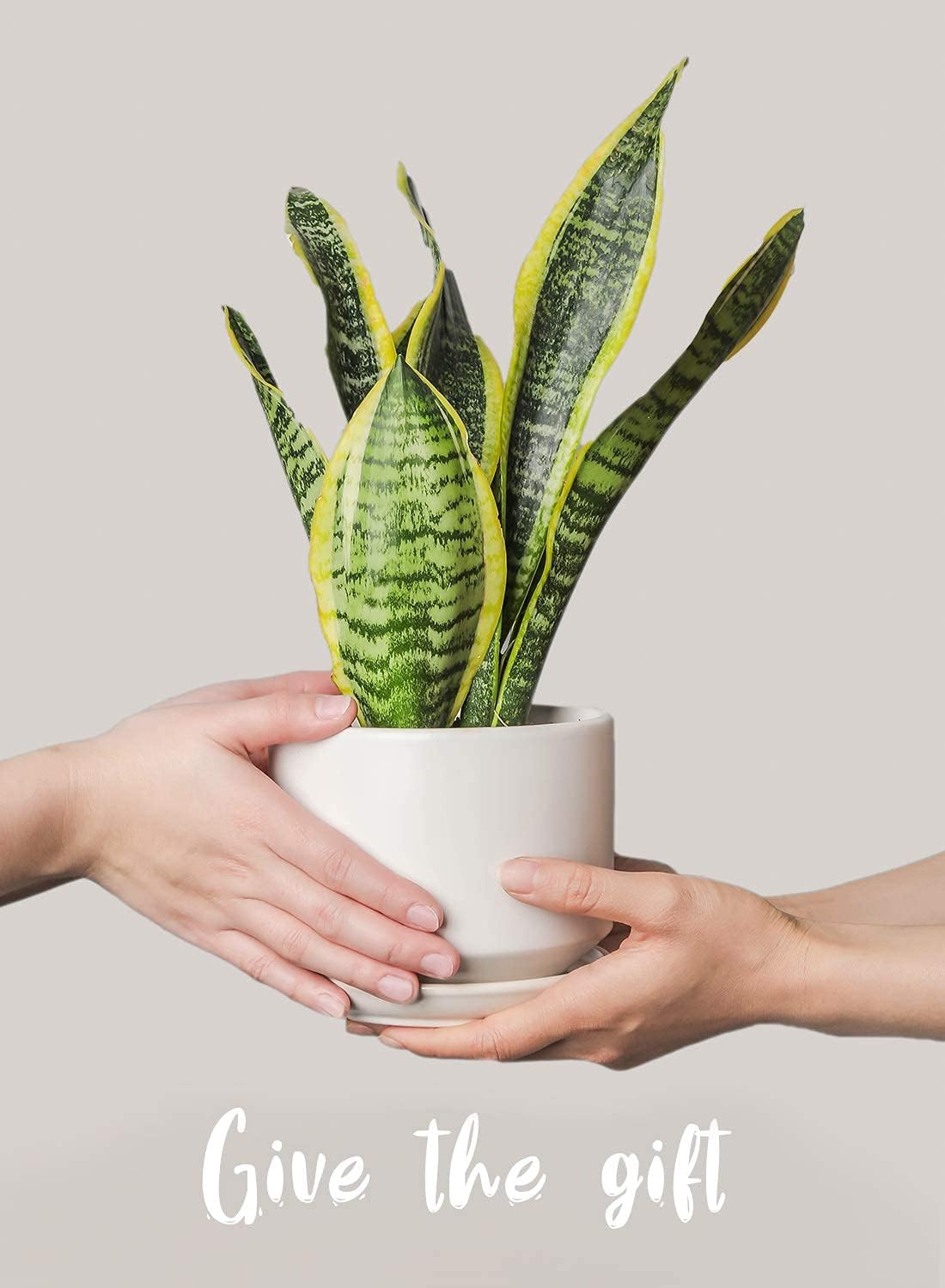 BEMAY Ceramic Plant Pots, 4.3+5.3+6.8 inch Flower Pots with Drainage Hole and Saucer, Pack of 3 Indoor Planters for Home/Patio Decor, White