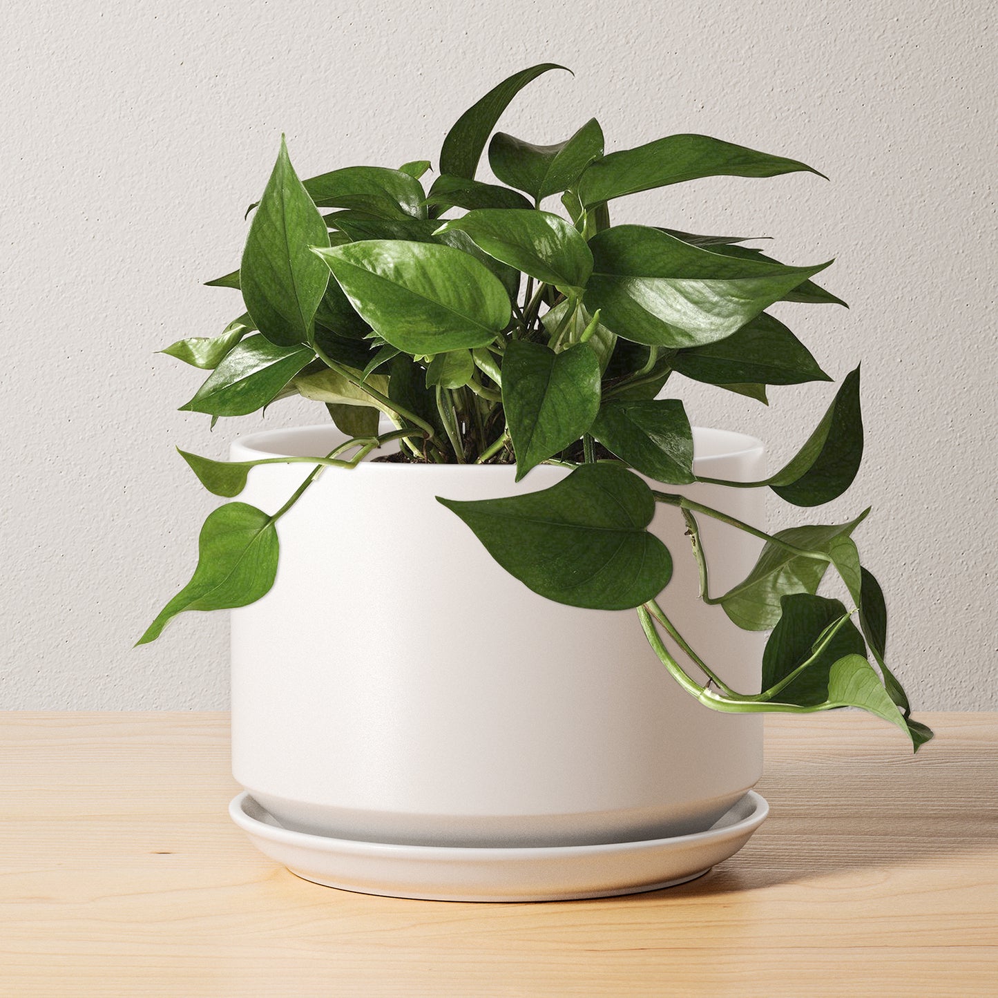 BEMAY 6.8" Plant Pot for Indoor Plants, Ceramic Planter Pot with Drainage Hole and Attached Saucer, White Flower Pot for Succulents, Herbs and Houseplants, Plant Not Included