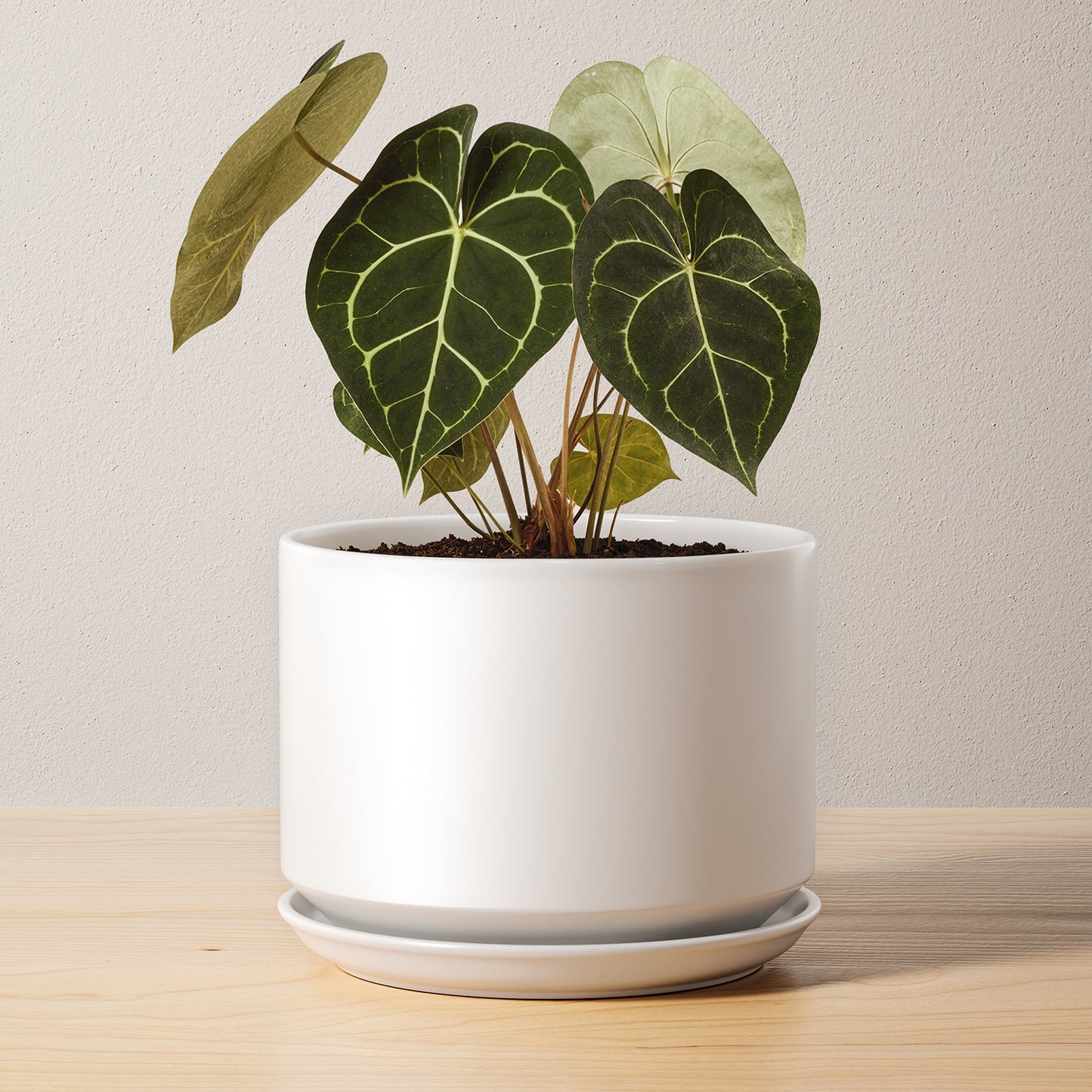 BEMAY 6.8" Plant Pot for Indoor Plants, Ceramic Planter Pot with Drainage Hole and Attached Saucer, White Flower Pot for Succulents, Herbs and Houseplants, Plant Not Included