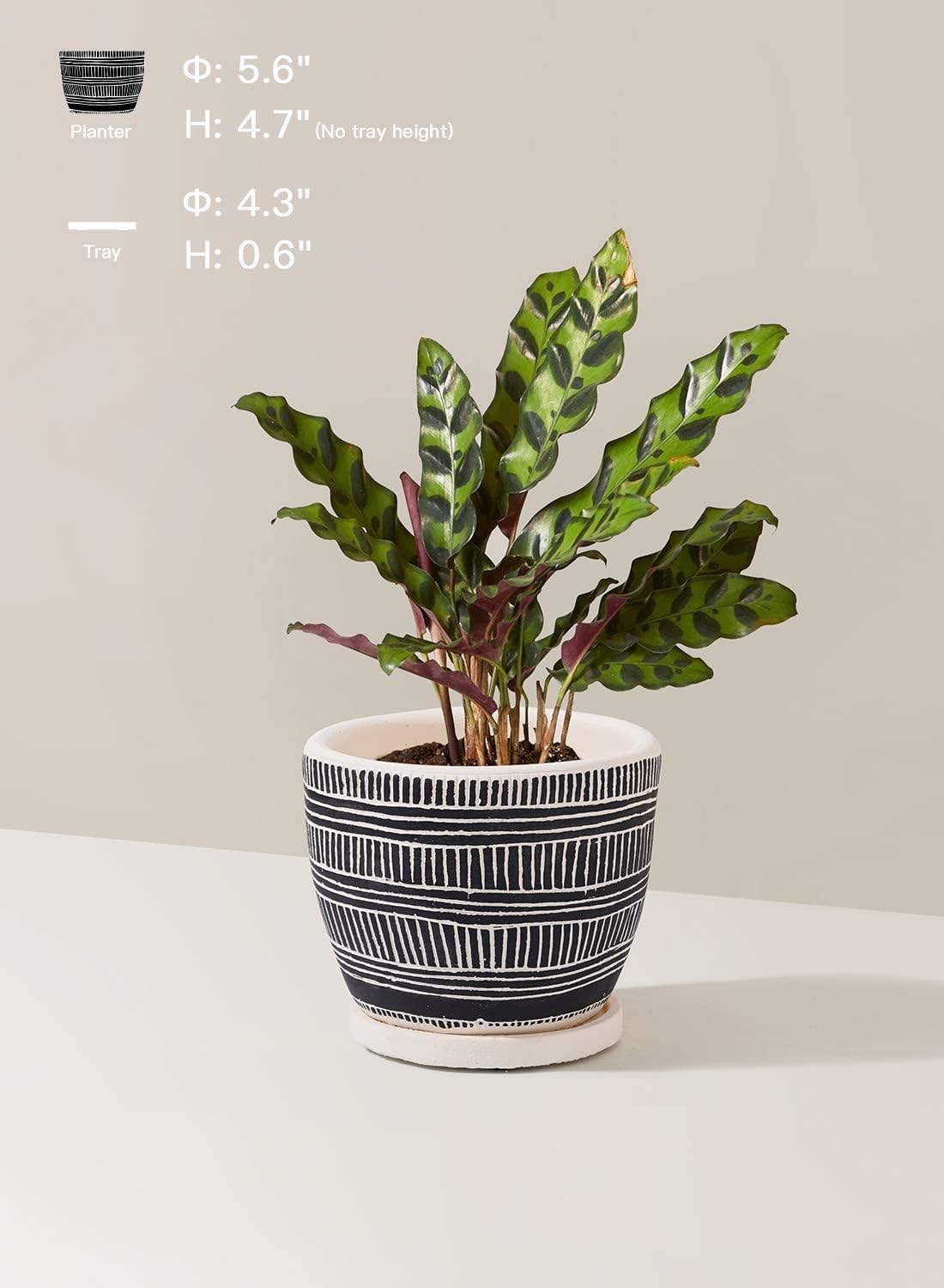 Set of 2 Plant Pots for Indoor Plants, 5.5 Inch Boho Indoor Planters, Succulent Pots with Drainage Holes & Saucers, Black Cement Flower Pots for Home & Office