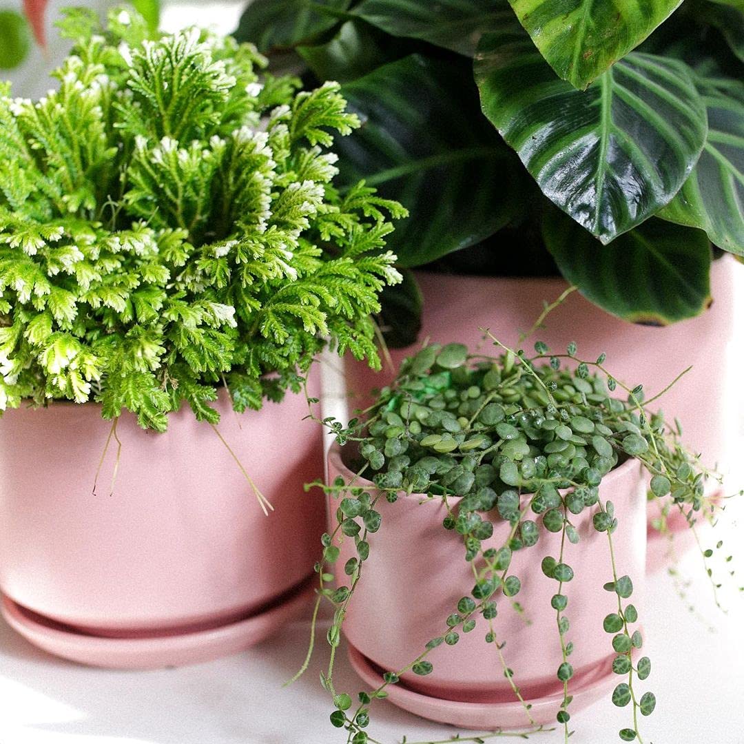 BEMAY Ceramic Planters, Set of 3 (4.3", 5.3", 6.8") Pink Flower Pots with Drainage Hole and Saucer Plant Pots for Home and Office Decor